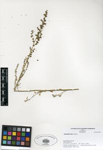 Herbarium Sheet of SDSU 19726